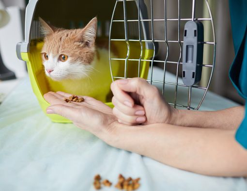 Alasan Medis Hewan Peliharaan Tidak Boleh Masuk Supermarket