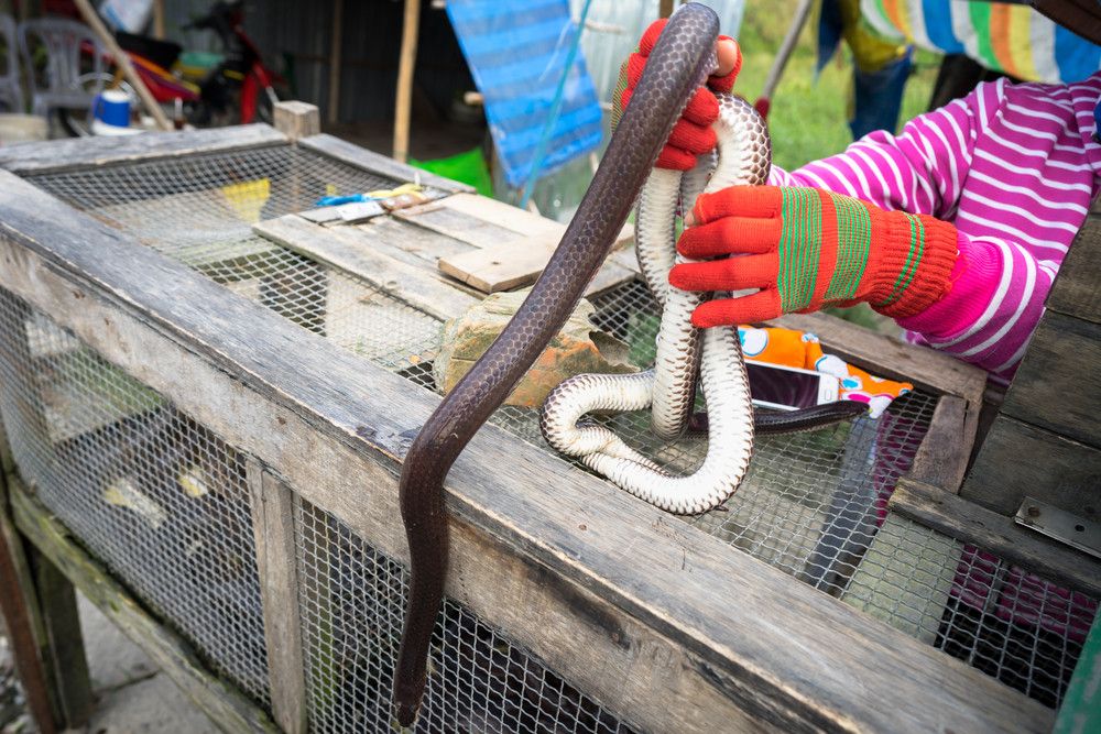 Makan Daging Ular, Apa Risikonya bagi Kesehatan?