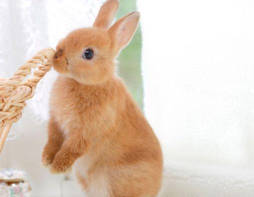 Cara Aman Memandikan Kelinci Kesayanganmu