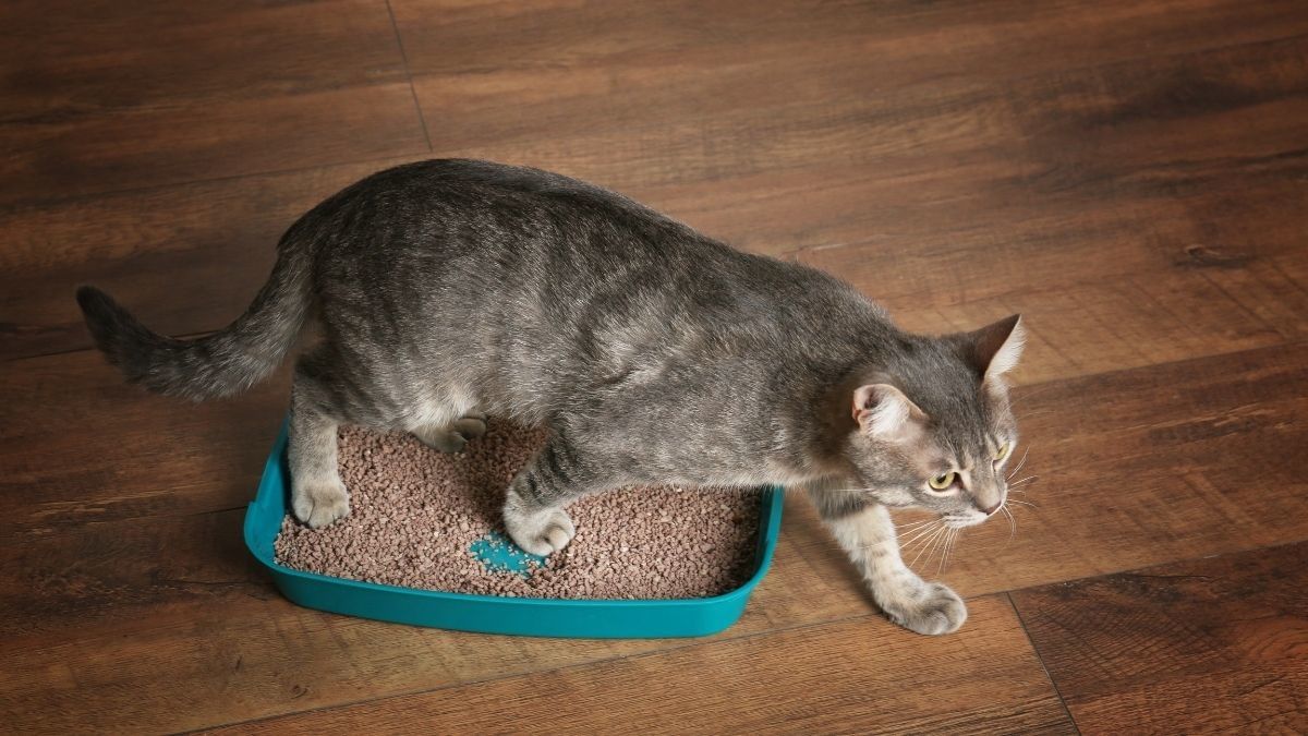 Bahaya Menghirup Bau Kotoran Kucing untuk Kesehatan Anda