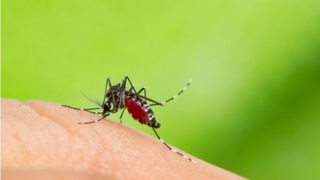 Cukupi Kebutuhan Nutrisi untuk Lawan DBD