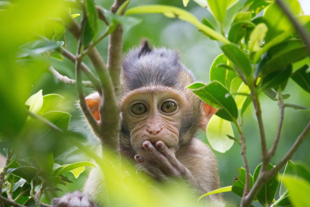 Penyakit Cacar Monyet Mulai Ditemukan di Inggris