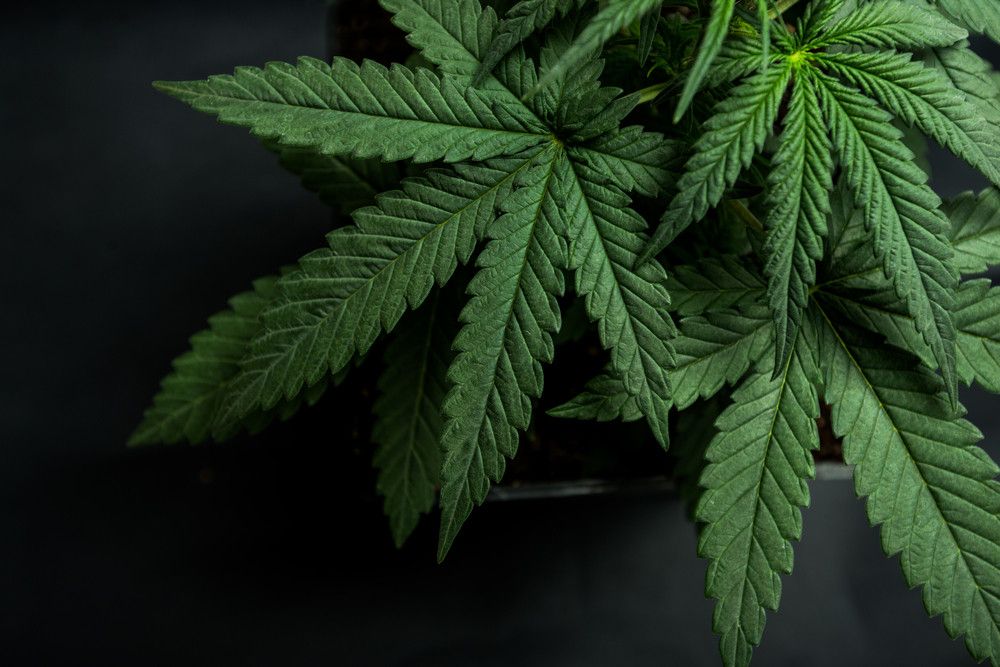 Melihat Posisi Ganja di Dunia Medis Saat Ini