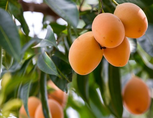 Mengenal Buah Gandaria dari Manfaat Gizi dan Cara Mengolah