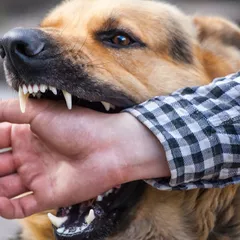 Mitos dan Fakta Rabies yang Perlu Kamu Tahu