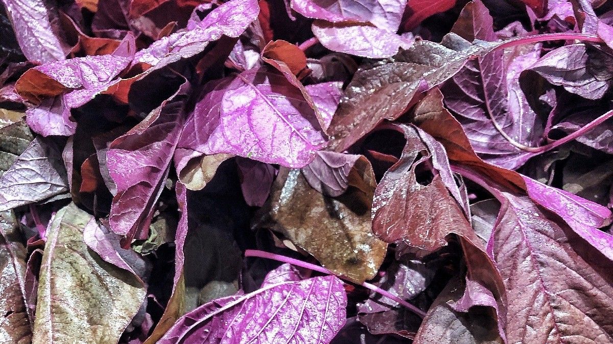 Sederet Manfaat Bayam Merah untuk Anak