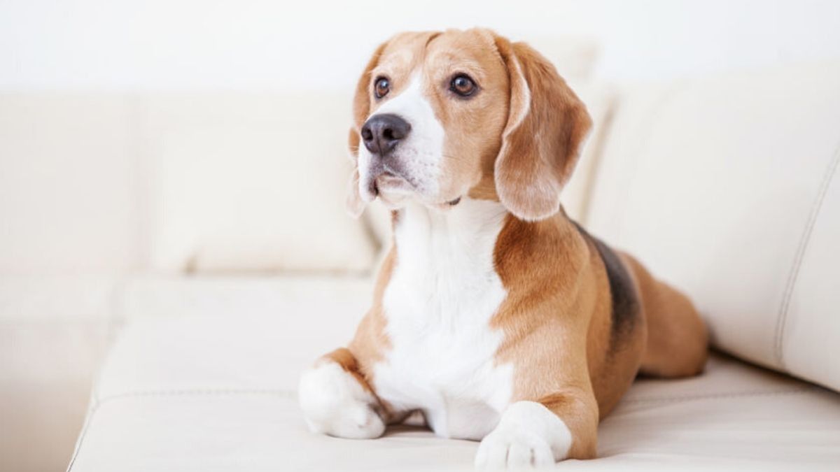 Risiko Makan Daging Anjing bagi Kesehatan