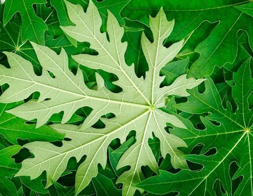 Daun Pepaya Bisa Bantu Atasi Kanker, Mitos atau Fakta?