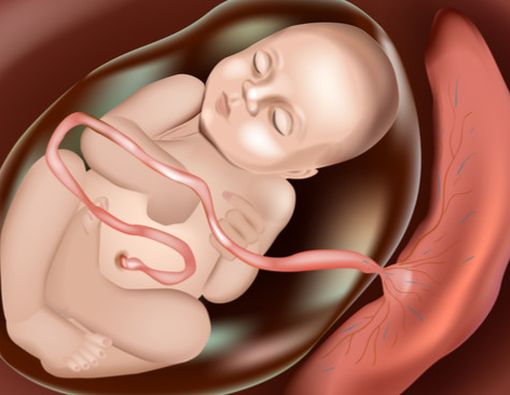 7 Fakta Menarik tentang Ari-ari Bayi