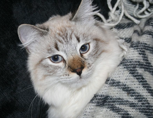 Penyebab dan Ciri-Ciri Rabies pada Kucing 