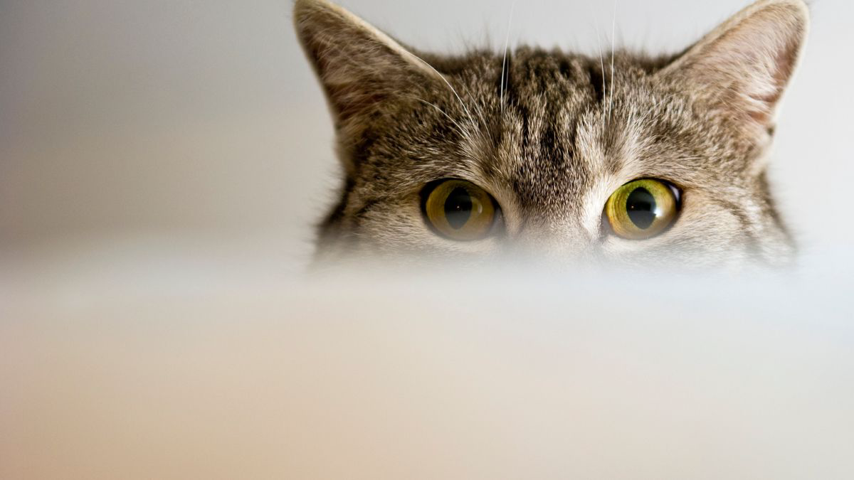 Penyebab Mata Kucing Berair dan Cara Mengatasinya