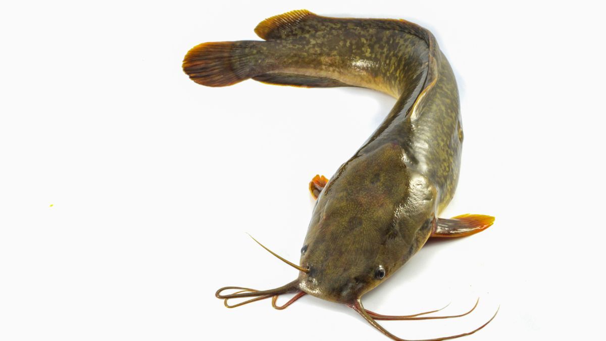 ikan untuk mpasi