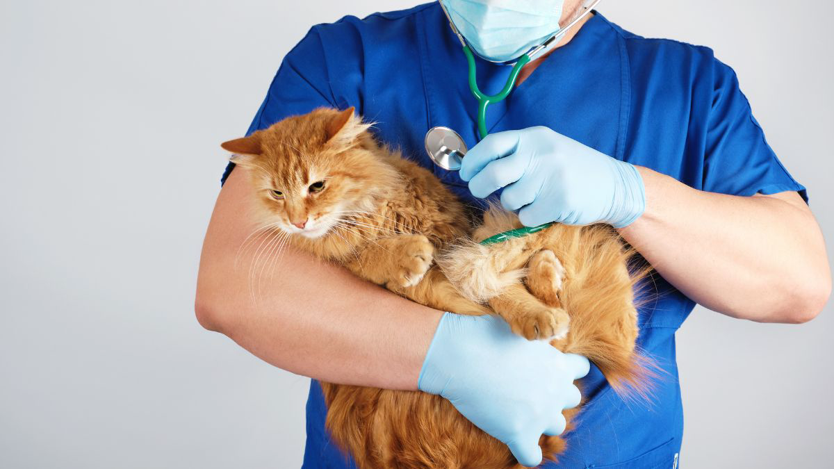 Penyebab dan Cara Mengatasi Kucing Cacingan