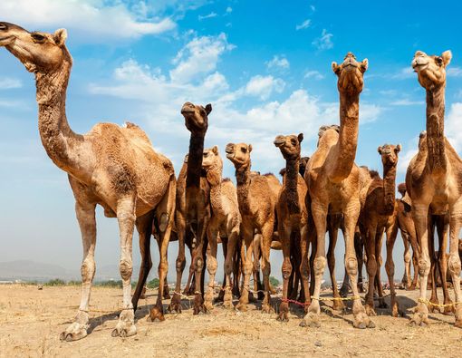 Air Kencing Unta Bisa Sembuhkan Kanker?