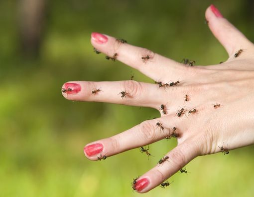 Berpikir Tubuh Dipenuhi Serangga? Awas Sindrom Ekbom!