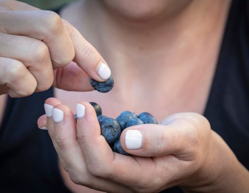 Segudang Manfaat Buah Blueberry untuk Ibu Hamil