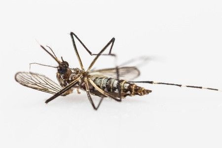 Bandelnya Aedes Aegypti, Nyamuk Penyebab Dengue