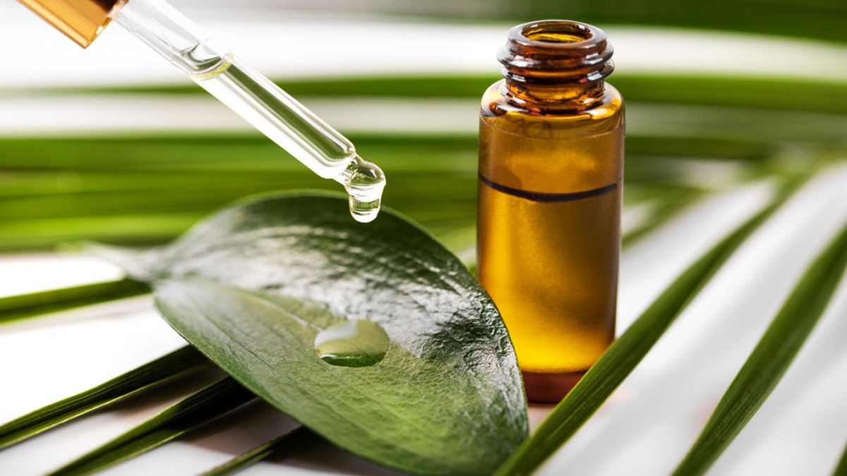 Manfaat Tea Tree Oil untuk Kulit Kepala