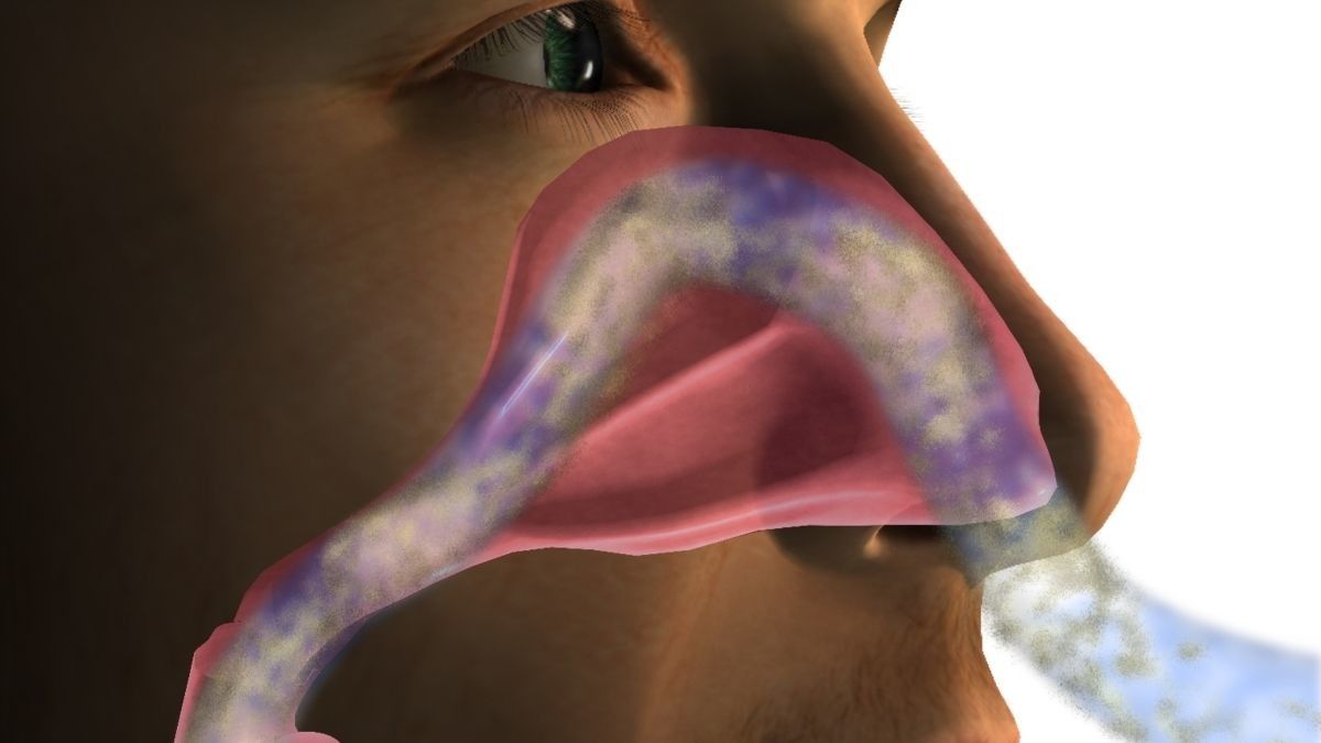 Mengenal Anatomi dan Fungsi Hidung Manusia
