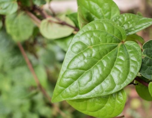 Efek Samping Air Daun Sirih untuk Area Kewanitaan