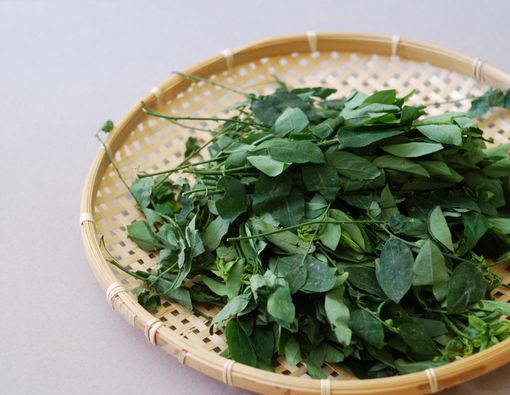 ASI Lancar dengan Daun Katuk