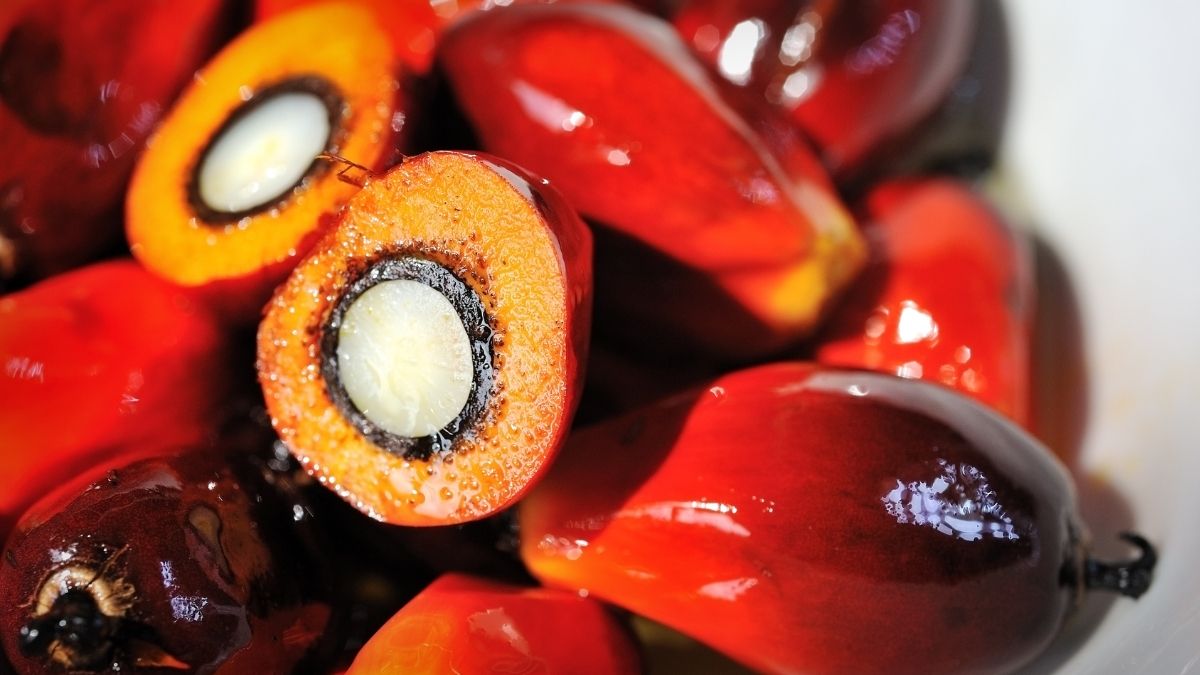 10 Manfaat Buah Lontar untuk Kesehatan