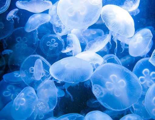 6 Monster Laut yang Patut Anda Waspadai