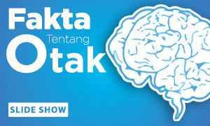 Fakta Tentang Otak
