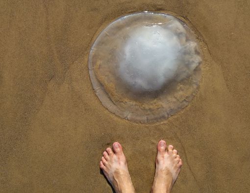 Disengat Ubur-ubur Saat Liburan ke Pantai, Segera Lakukan Ini!