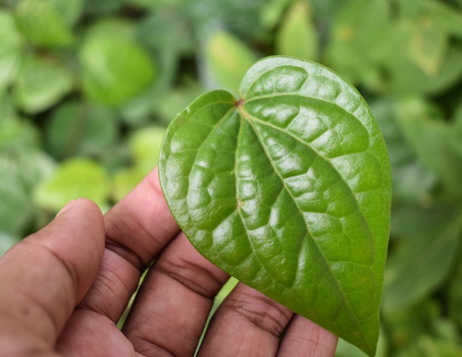 Awas, Ini Efek Samping Daun Sirih untuk Kesehatan Gigi