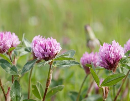 Benarkah Semanggi Merah Dapat Ringankan Eksim?