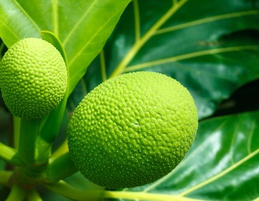 Benarkah Daun Sukun Bermanfaat untuk Kesehatan?