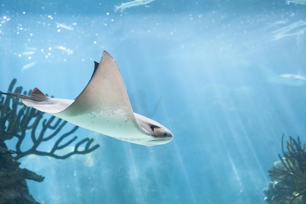 Mengenal Sengatan Ikan Pari Lewat Kasus Menteri Lukman