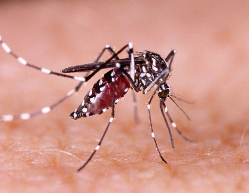 Demam Berdarah Dengue