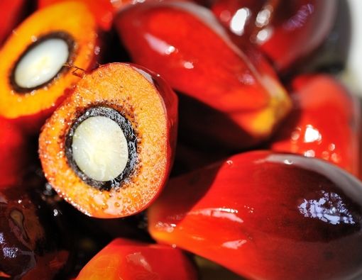 10 Manfaat Buah Lontar untuk Kesehatan