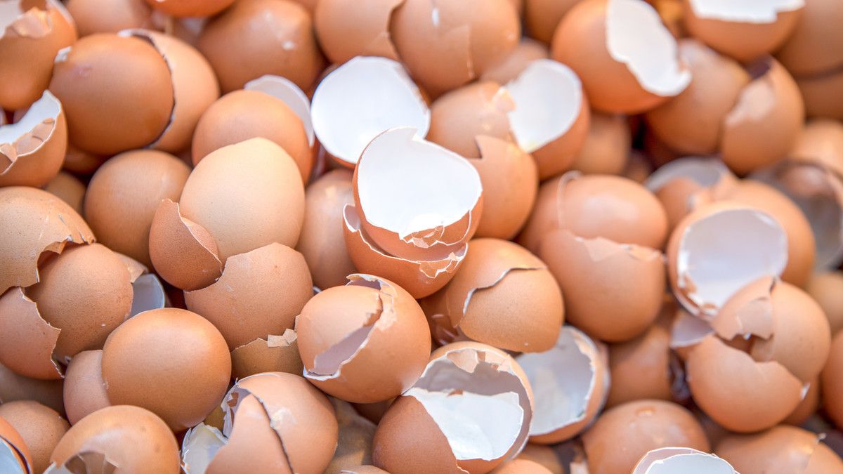 Benarkah Kulit Telur Bisa Menyembuhkan Patah Tulang?
