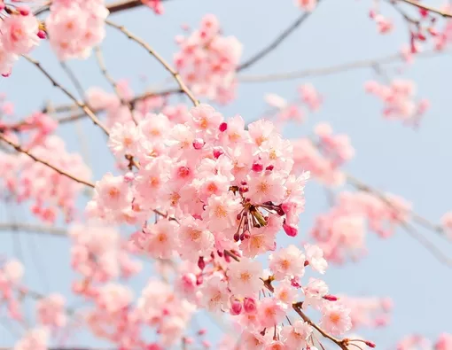 Mengungkap Manfaat Bunga Sakura untuk Kesehatan Kulit