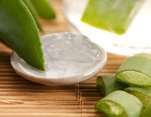 Lidah Buaya, Bahan Alami untuk Melawan Diabetes