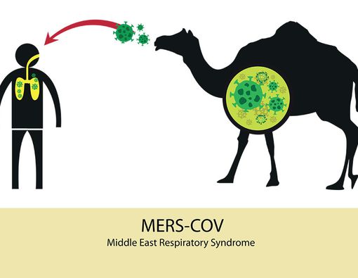 Jangan Minum Kencing Unta Jika Tak Ingin Kena Flu Unta