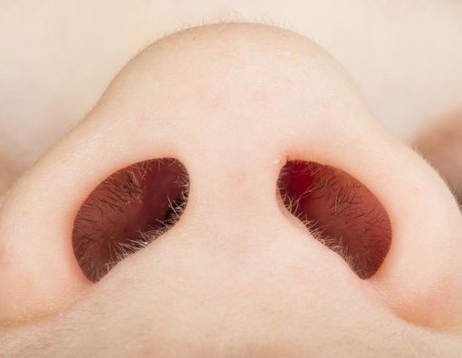 Bulu Hidung Lebih Cepat Beruban Ketimbang Rambut