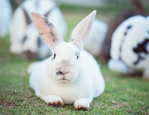 Kenali Ciri-Ciri Kelinci Hamil dan Mau Melahirkan