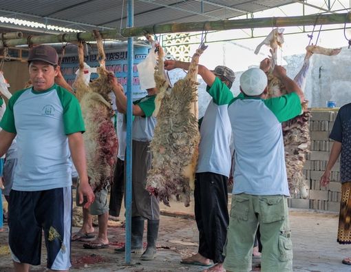 Mau Terima Daging Kurban Saat Iduladha, Amankah dari Virus Corona?