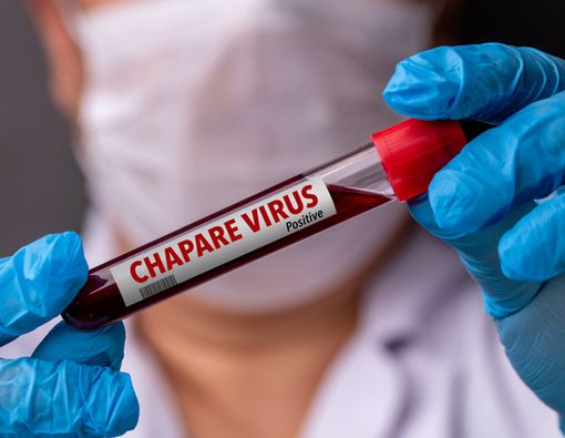 Mengenal Virus Chapare yang Menyebabkan Kematian di Bolivia