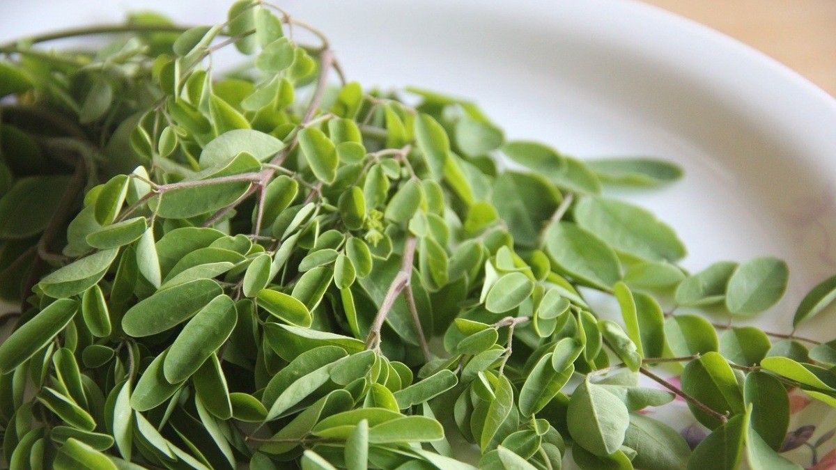 Daun Kelor Bermanfaat untuk Memperbanyak ASI, Mitos atau Fakta?