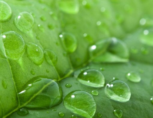 Benarkah Daun Kecapi Bermanfaat bagi Kesehatan?