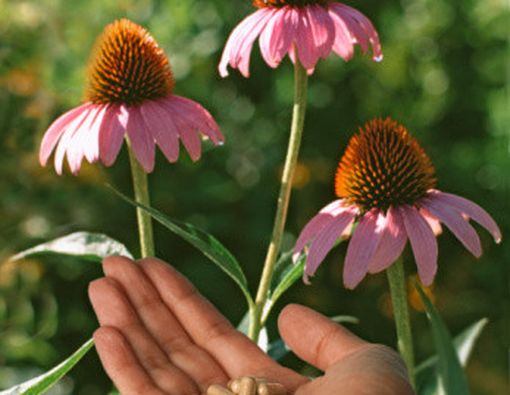 Echinacea Tidak sembuhkan Flu