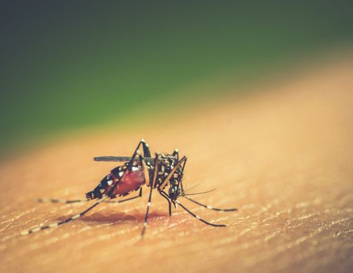 Alasan Vitamin C Penting Bantu Cegah Demam Berdarah