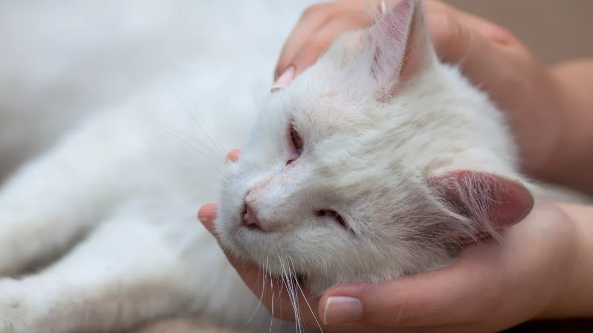 Mengapa Parasetamol Tidak Cocok dan Mematikan untuk Kucing