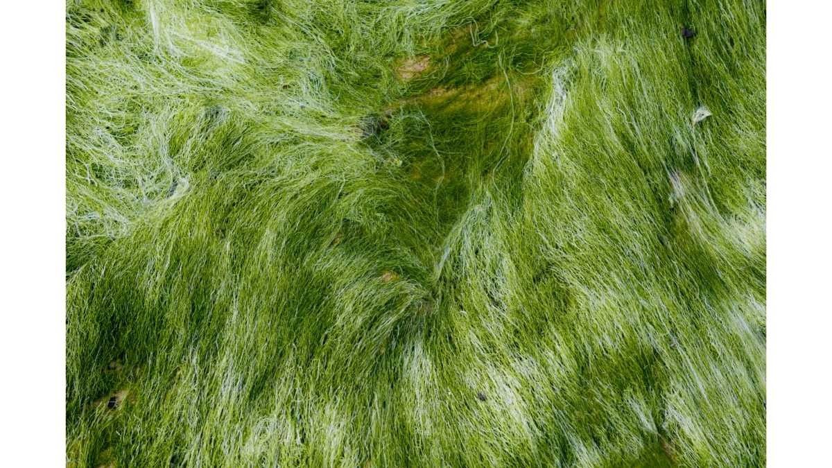 Manfaat Alga Lumut Laut untuk Kesuburan Pria dan Wanita