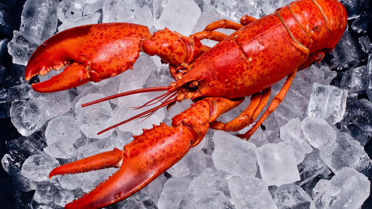 Manfaat Makan Lobster bagi Kesehatan